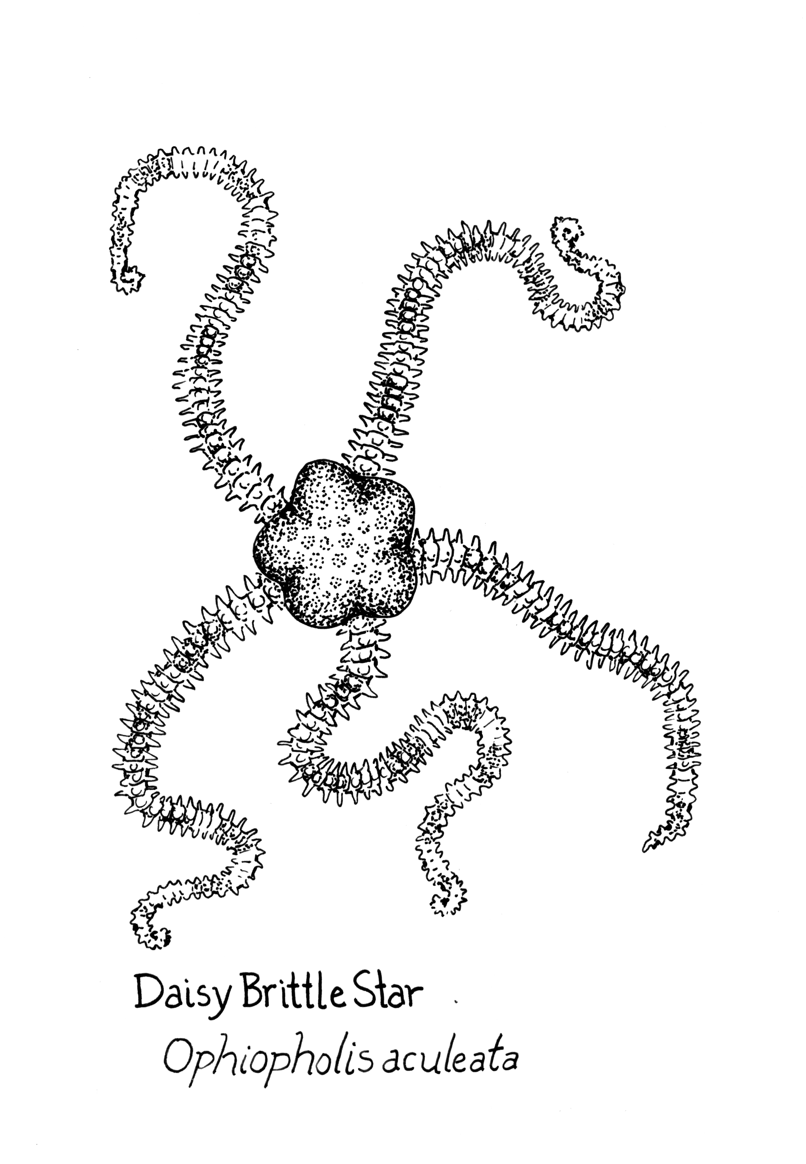 Marine and Aquatic Life — Drawings